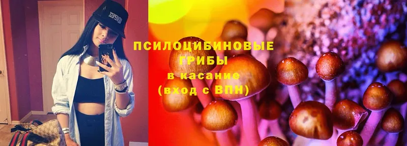 Псилоцибиновые грибы Cubensis  Аргун 